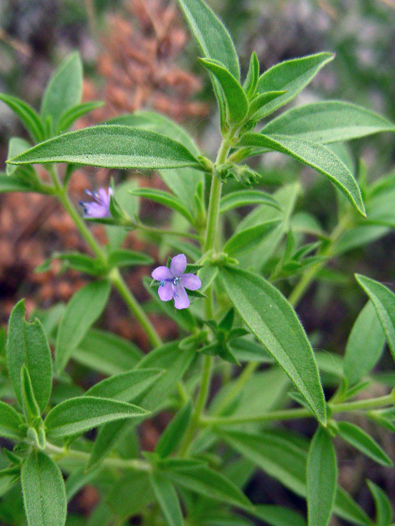 Isanthus brachiatus False Pennyroyal Prairie Moon Nursery